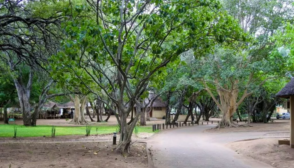 Sanparks-Letaba-Rest-Camp17