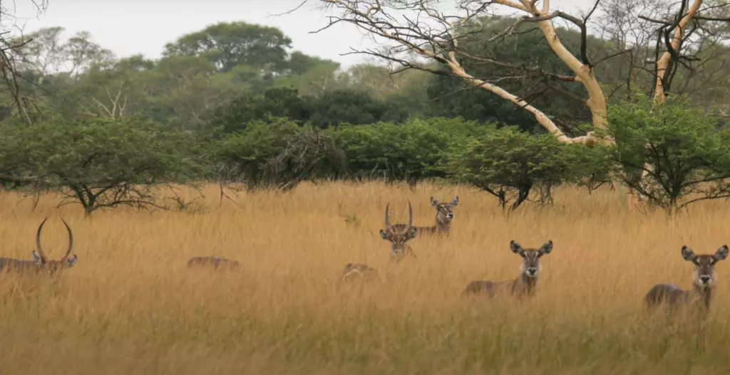Bahati-Caravan-Park-2