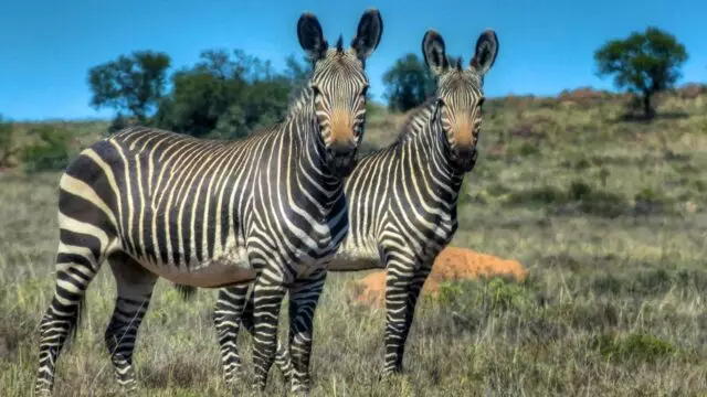 Mountain-Zebra-National-Park-24